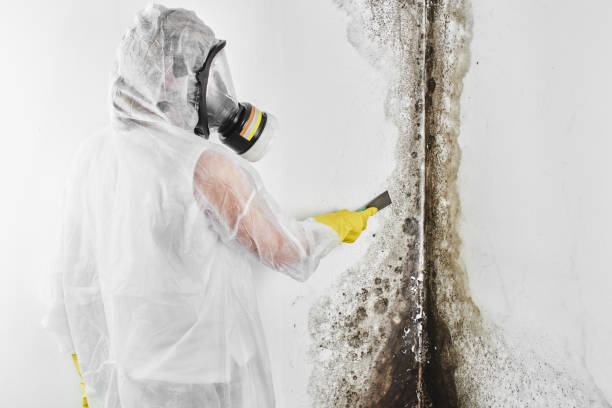 Attic Mold Removal in Mansfield, LA