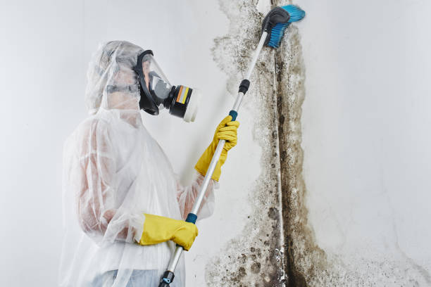 Best Mold Remediation  in Mansfield, LA