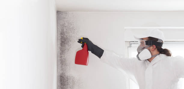Best Mold Testing  in Mansfield, LA