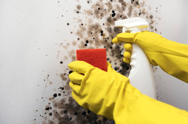 Best Mold Testing  in Mansfield, LA