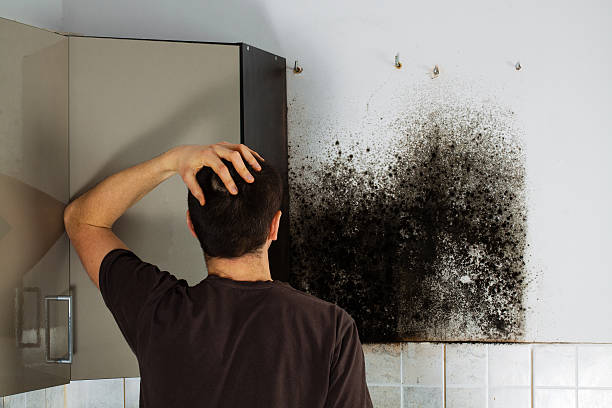Best Toxic Mold Removal  in Mansfield, LA