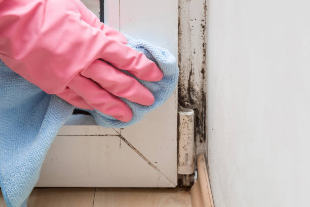 Best Emergency Mold Removal  in Mansfield, LA