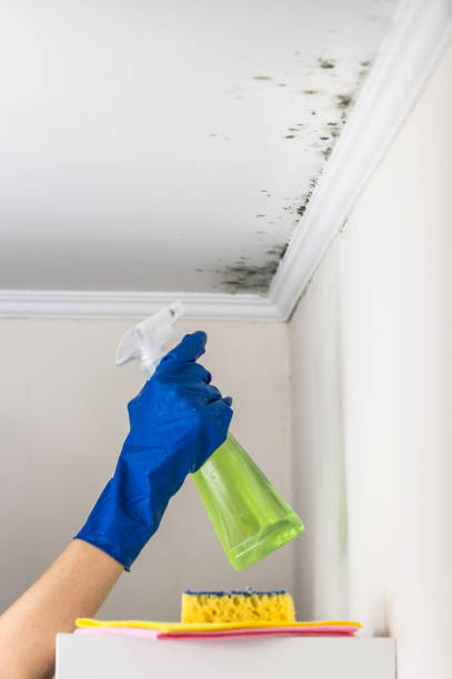 Best Emergency Mold Removal  in Mansfield, LA