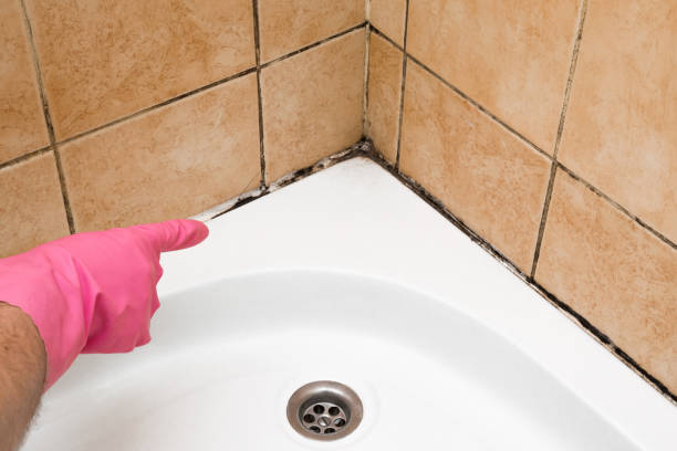 Best Mold Removal Company Near Me  in Mansfield, LA